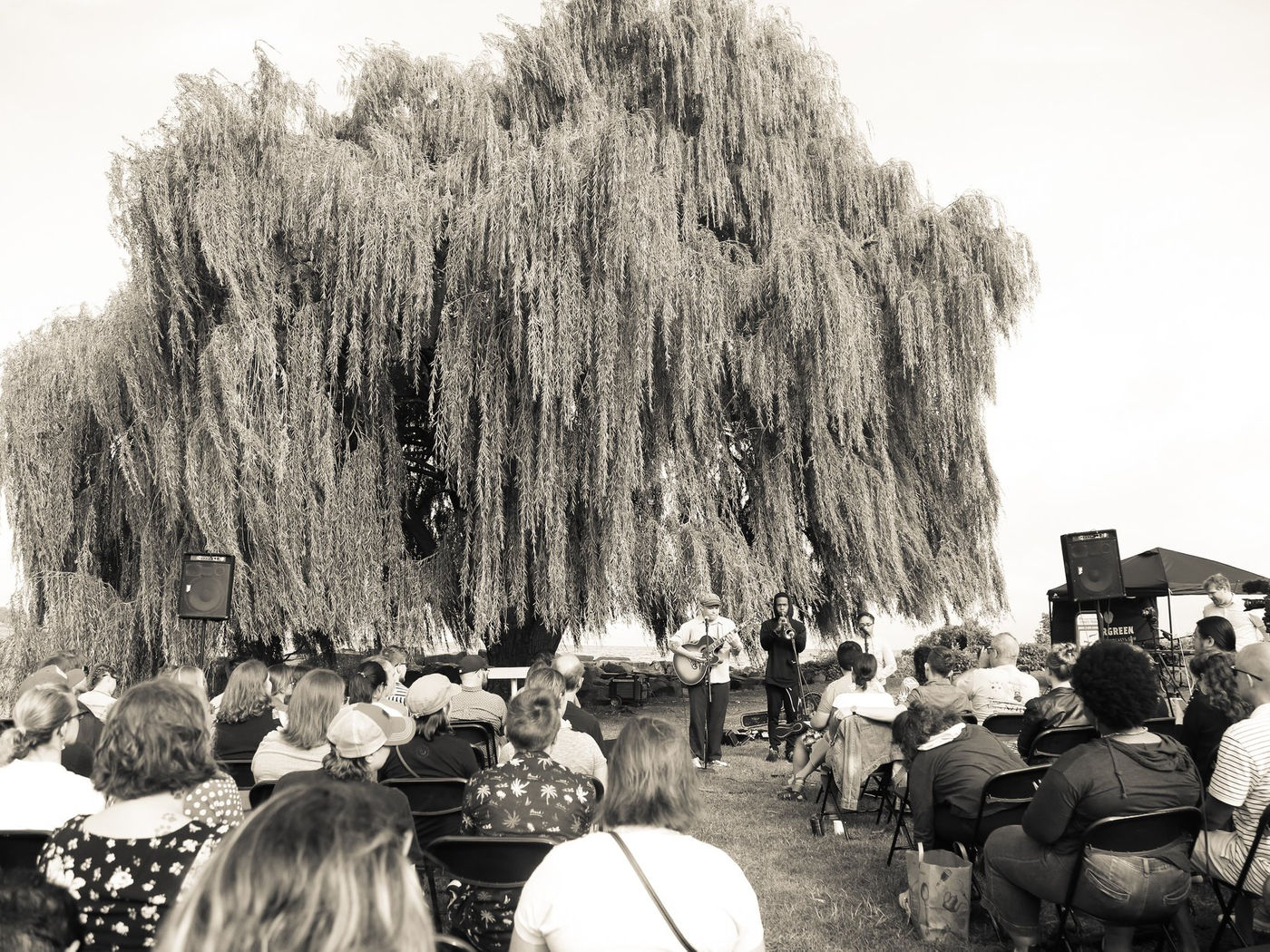 Edgewater Willow